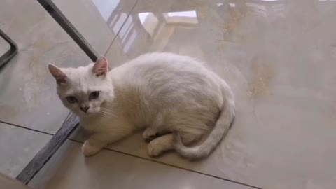 The kitten doesn't look special, like any other cat, but I love it.
