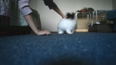 Bunny acting like a puppy