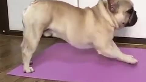 This pug loves yoga