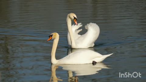 Swan cute video so beautiful videos 2022