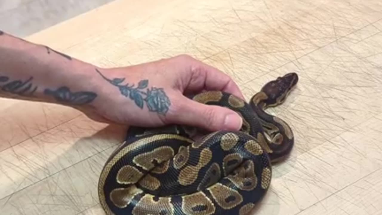 Royale Ball Python: Update on Samara Morrigan