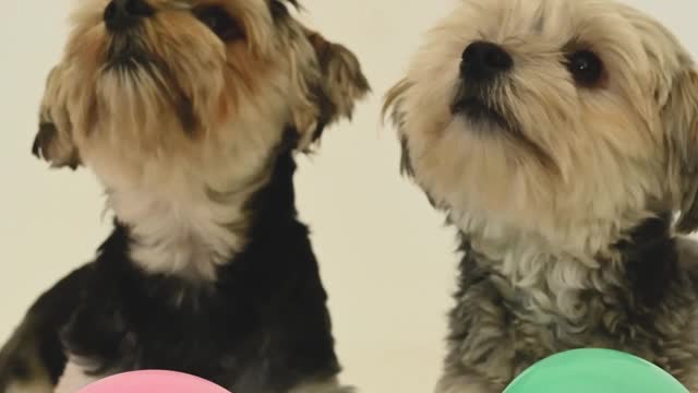 Both dogs are loving.playing with balloon.