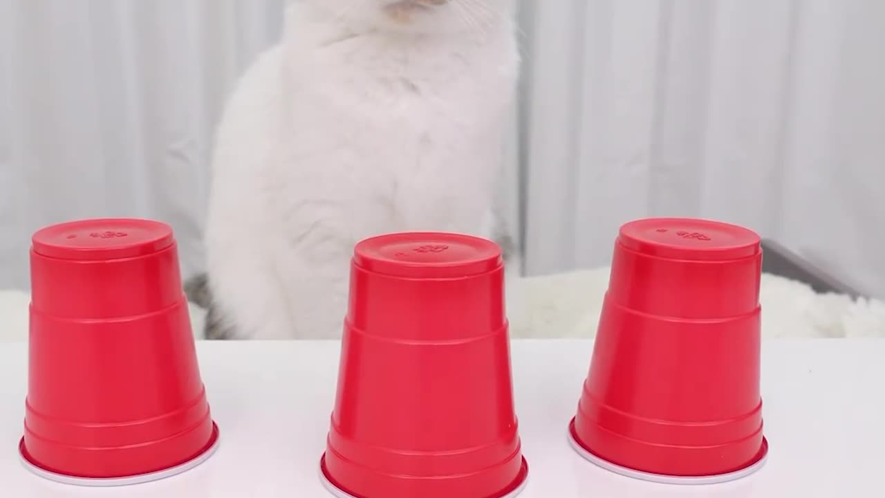 Smartest cat