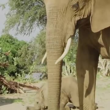 In this video, I’ll show you . Enjoy! elephants love to play around. they have stupid kids.