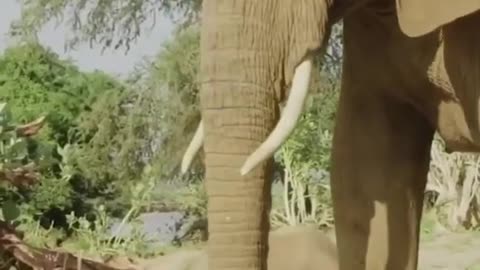 In this video, I’ll show you . Enjoy! elephants love to play around. they have stupid kids.