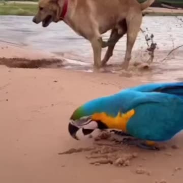 I can dig just like my big brother