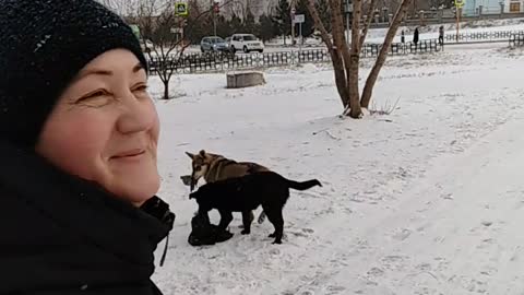 11/16/2019 2 dogs share prey)) Sosnovoborsk, Russia.