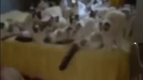 Funny animals 2023😆 - Funniest Cats and Dogs Video🐕🐈 51