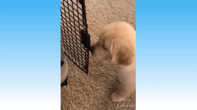 Best Funny Cats 😹 And Dogs 🐶 Videos -Try Not To Laugh!