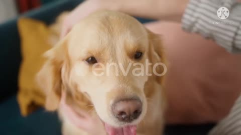 Positive man petting and stroking with comb his golden retreiv dog at hom.