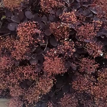 Cotinus Smoke Bush