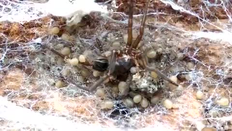 Aranha-Noturna ( Amaurobius Ferox ) ou tecelão de renda preta