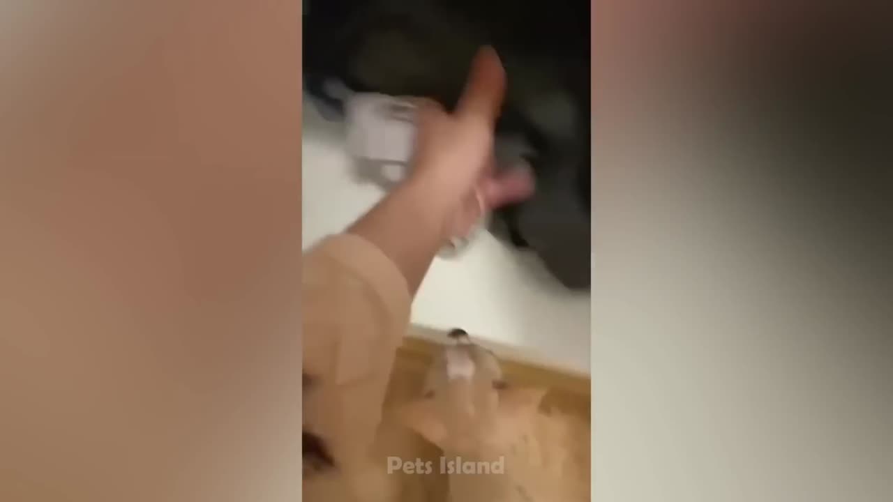 ANGRY DOGS - Funny Reactions to Things That Scare Them!| Mad Pets