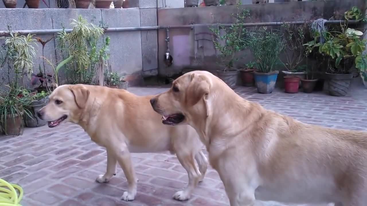 Labrador dogs playing