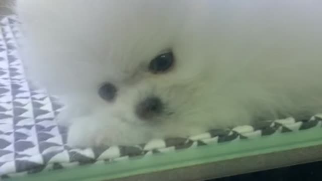 Cute puppy licking the window