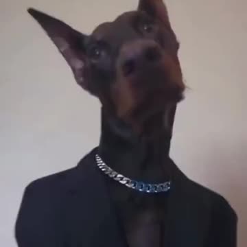Classy Doberman 👍👍