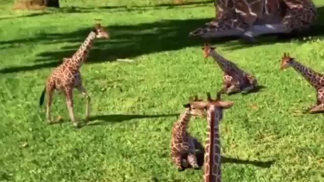 Planet of giraffes