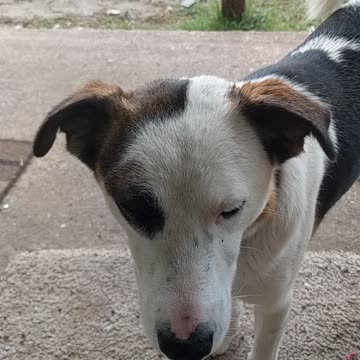 Neighborhood dogs karema