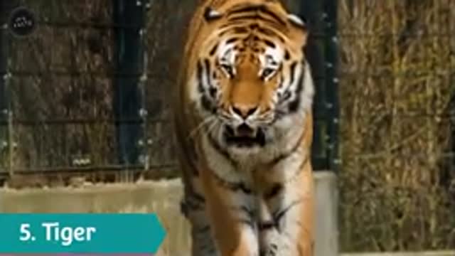 जानवर X-ray के अंदर कैसे दिखते है l Animals X-ray images l