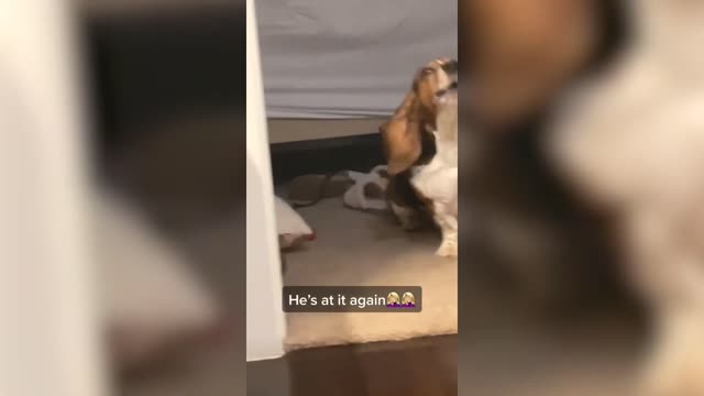Adorable Basset Hounds Having Fun πΆπ