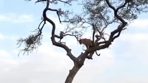 Two animals fighting in a tree