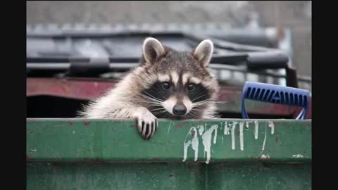 RACCOONING RACCOON - INDEPENDÊNCIA MASCULINA E MONOPÓLIO SEXUAL