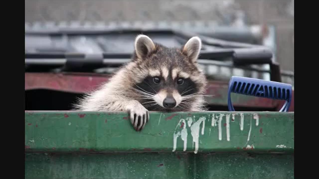 RACCOONING RACCOON - INDEPENDÊNCIA MASCULINA E MONOPÓLIO SEXUAL