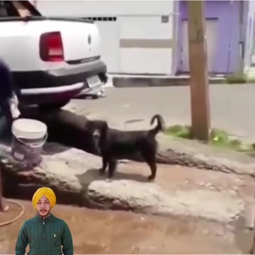 Funny moments with my dog #18