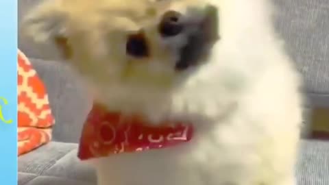 Fanny dog video