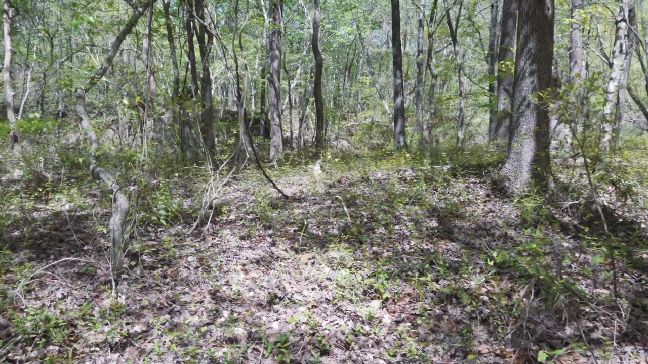 Day 3 - Hiking 101 acres - Documenting the "before"