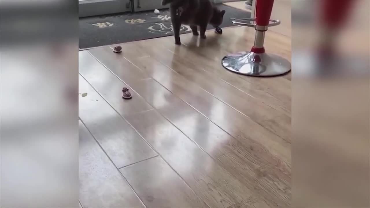 Funniest Animals