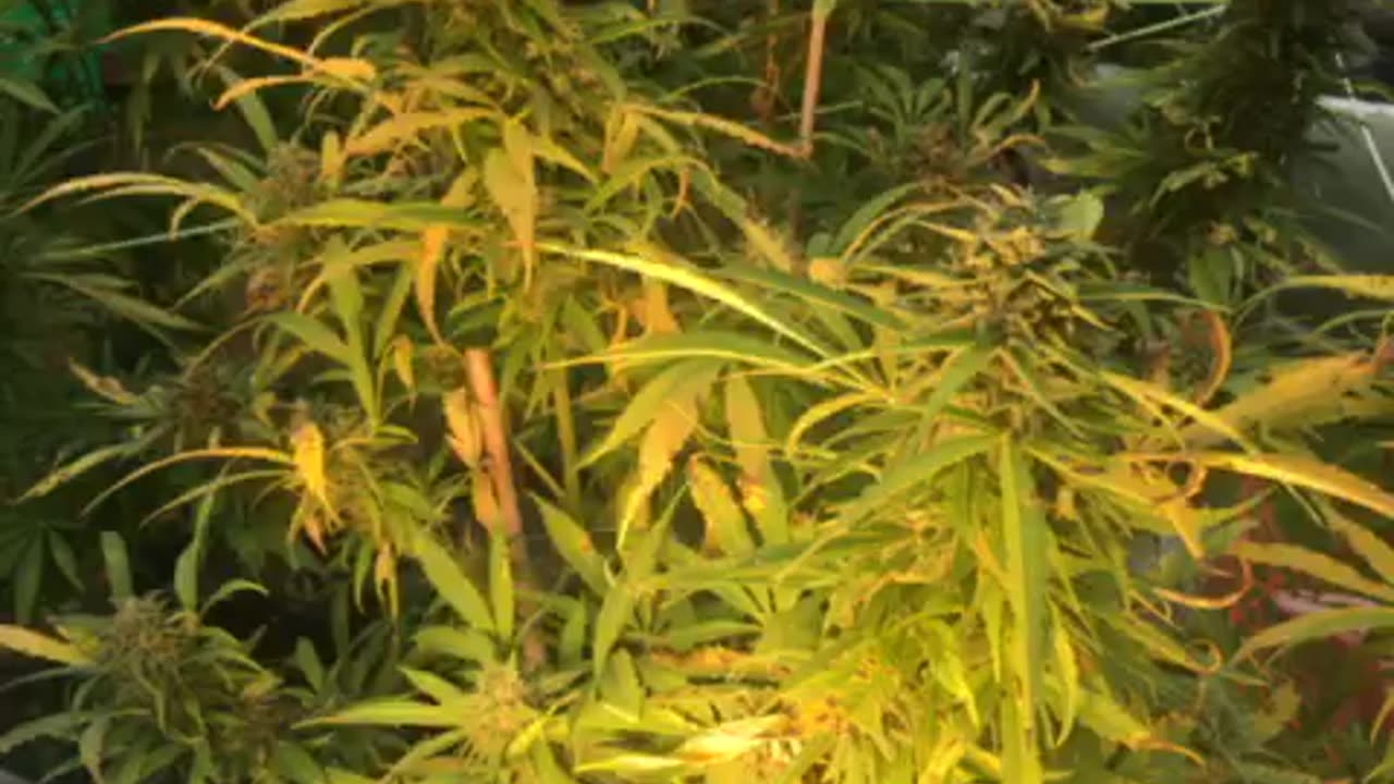 Today: mutants flee free (right hand side) states p 1 Derek Hunter Rumble