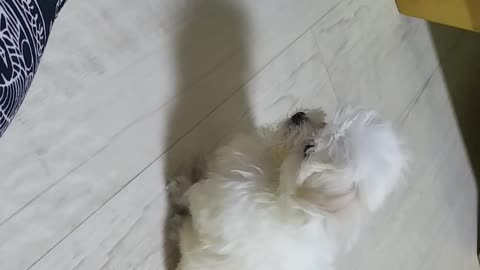 Waiting for the puppy in training