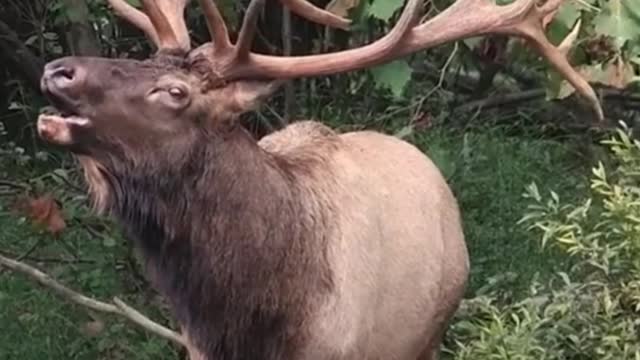 Have you ever heard a deer call like that?