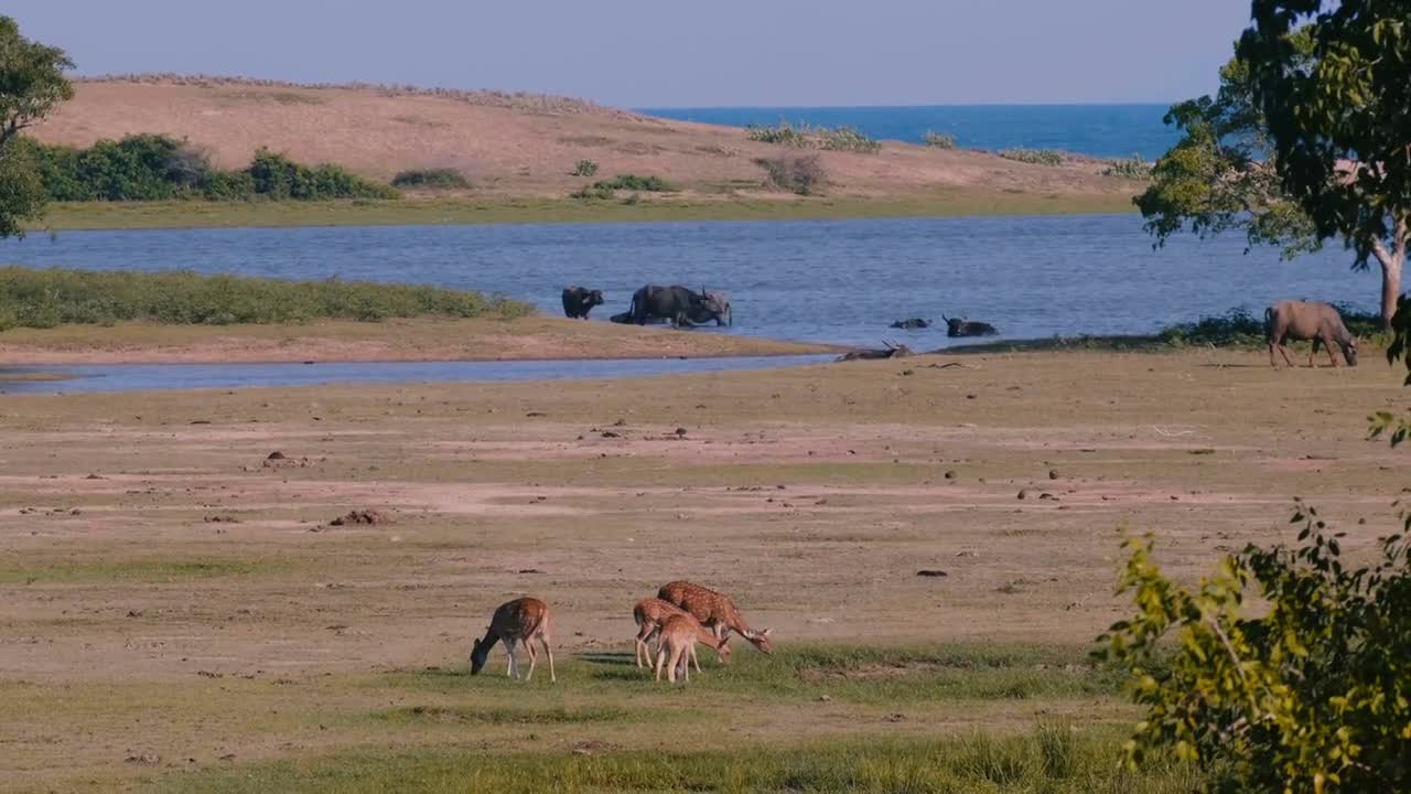 Amazing wide shot wildlife scenery, several wild animal groups of antilopas