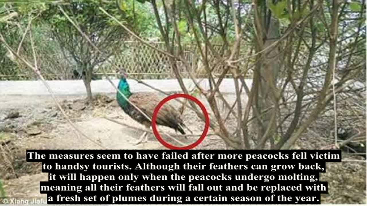 Chinese zoo visitors injure animals anew after ripping off peacocks' feathers