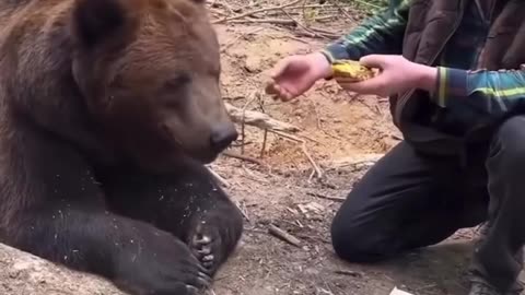 Bear won't eat fast food