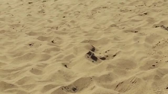 Collab copyright protection - sand dunes little boy face plants