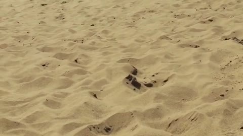 Collab copyright protection - sand dunes little boy face plants