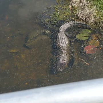 Alligator visit