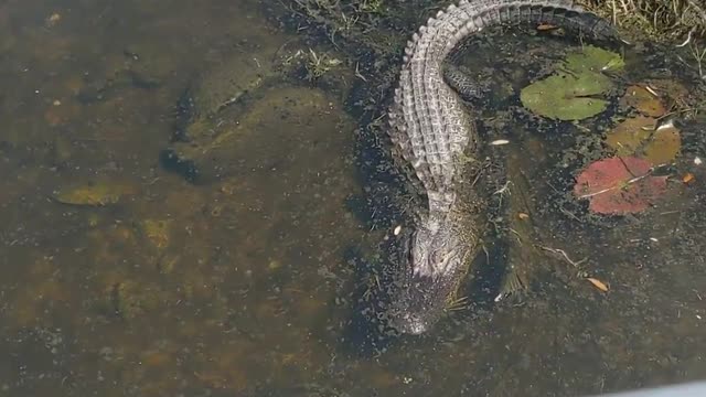 Alligator visit