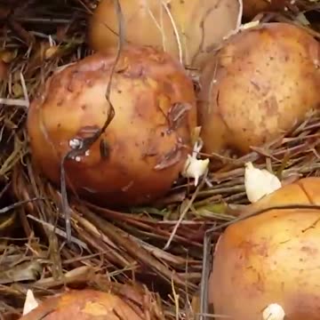 Easy way of growing Potatoes/ Kitchen Gardening