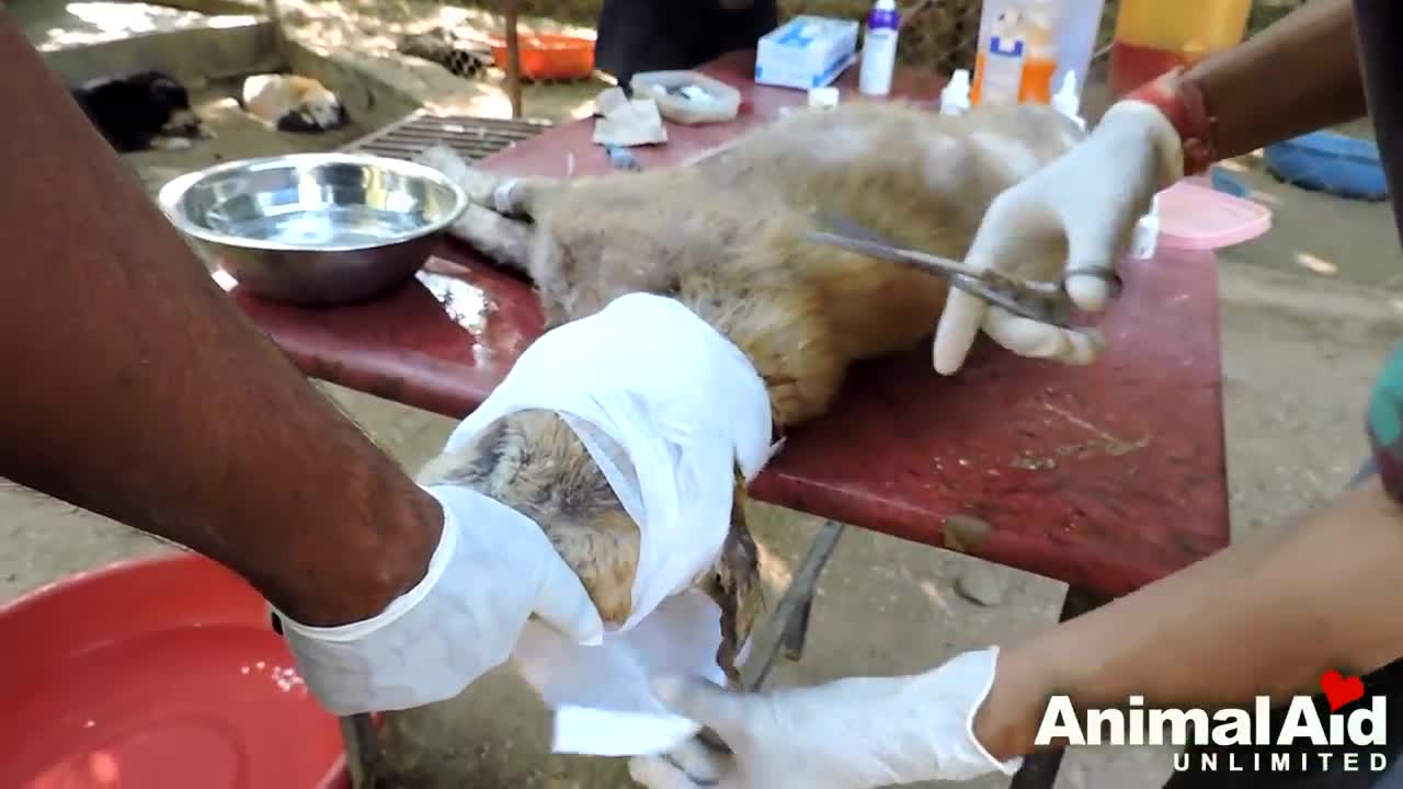 Hopeless wounded dog dying on side of street rescued.