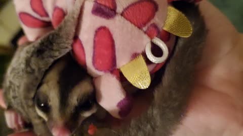 Sugar glider