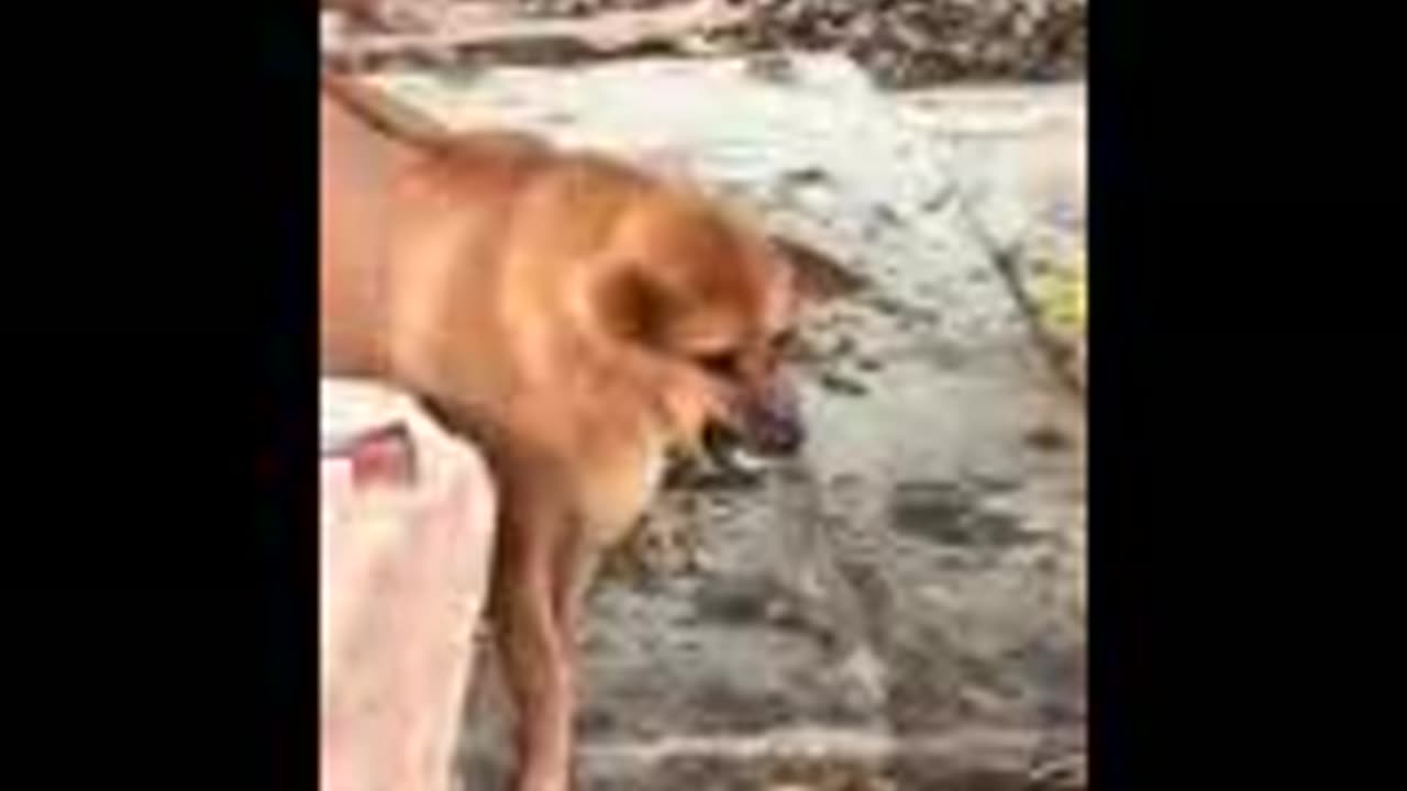 Animals | cats and dogs | funny 😂