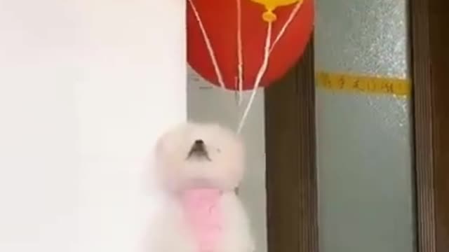 Flying Balloon Dog Funny Video