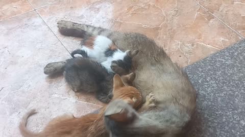 The cat and her sister are breastfeeding the same children in Gaza City