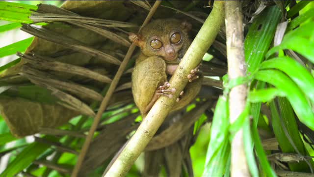 Funny monkey 🤣😂