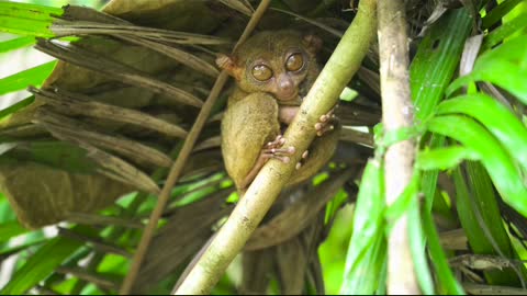 Funny monkey 🤣😂