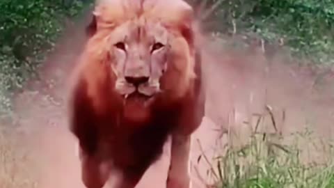 Lionattack reaction video amazing video